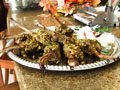 Lamb Lollipops